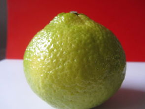 洪江市黔陽紅農(nóng)產(chǎn)品專業(yè)合作社 優(yōu)質(zhì)食用農(nóng)產(chǎn)品批發(fā)與供應(yīng)服務(wù)