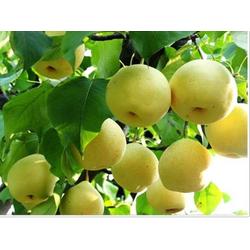 安陽市農(nóng)產(chǎn)品批發(fā)與供應(yīng)鏈解析 多源渠道助力高效流通