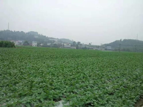 一棵蔬菜的旅程 直擊廣東蔬菜供應(yīng)全鏈條，守護(hù)食用農(nóng)產(chǎn)品批發(fā)安全