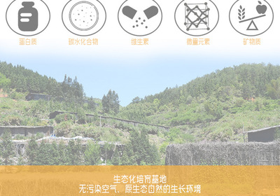 金針菇干貨 無硫農產品，酒店與工廠的優(yōu)選原料